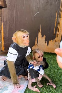 4.3K views · 56 reactions | Marry need milk | Cute Monkey | Facebook