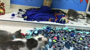 Kittens kittens everywhere! Adopt! | Humane Society of Southern Wisconsin