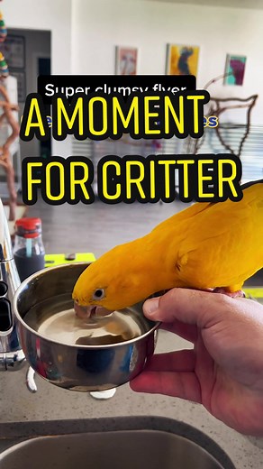A Moment of Appreciation for Critter