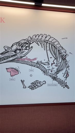 Did you know sea monsters once inhabited Alberta? Roughly 75 million years ago, a variety of life thrived in the Bearpaw Sea that covered parts of what is now Alberta. Mosasaurs were top predators, and the biggest lizards ever. This exquisitely preserved Mosasaurus specimen was a young individual when it died, which accounts for the relatively small size of the fossil. You can find this specimen on display in our “Breakthroughs” exhibit. | Royal Tyrrell Museum of Palaeontology