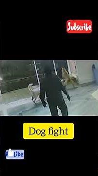 Dog fight 😥😥 Bullmastiff vs Street Dog 🤐🤐😪