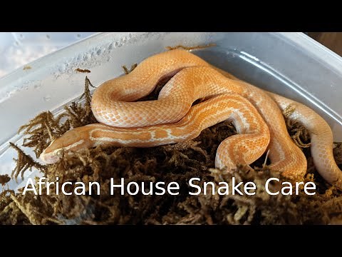 African House Snake Care