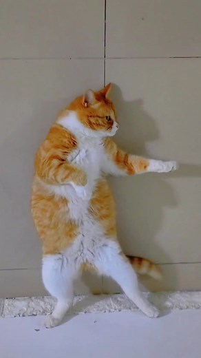 Bruce Lee#catsoftiktok #catvideo #fyp #funnycat #cute #cat