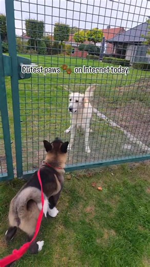 Rocky is the most cutest pet you will see on Internet today... #pet #k9 #fblifestyle | NK TV