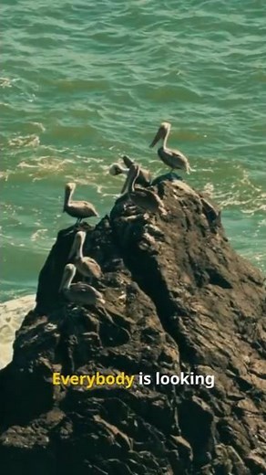 🌊 SECRET Petrel Superpower: WALKS ON WATER & Deadly Projectile Vomit Weapon 🤮☠️