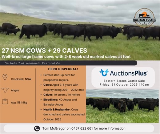 AuctionsPlus Eastern States Cattle Sale ⏰ Friday, 31 October 2025, 10am 🟠 Lot: 539 Call Tom McGregor on 0457 622 661 for more information or follow the link below: https://auctionsplus.com.au/auctions/cattle/eastern-states-cattle-sale/27-nsm-cows-29-calves/assessed/126675-302000 | Holman Tolmie Stock and Station Agents