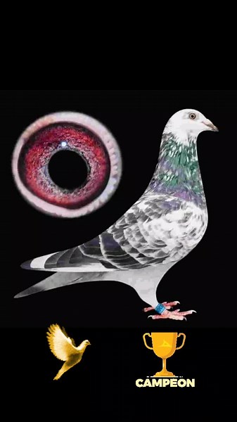 KD pigeon loft on TikTok