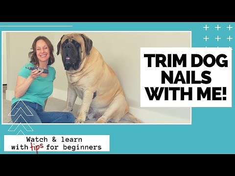 How to Trim Dog Nails | Cut Dog Nails With ME! [10 TIPS + DEMO]