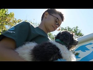 70 years fighting for animals!