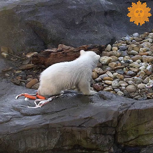 An adorable polar bear cub at a Vienna zoo prepared for its first public appearance. Schonbrunn Zoo captured the baby bear frolicking around its enclosure with its mother. | CBS Sunday Morning