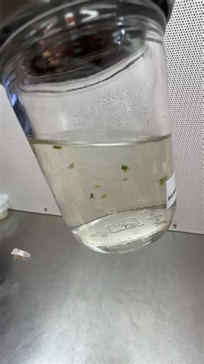 Did you know you can kickstart synthetic seeds in a Biocoupler with just some liquid media and watch them come to life? 🌱💧 It’s like watching the future of plant growing unfold right before your eyes! We’ve been playing around with this cool method at PCT and let me tell you, it’s pretty awesome to see these little synthetic seeds start sprouting in their cozy Biocoupler homes. It’s a game-changer for anyone into tissue culture or just curious about the next big thing in plant propagation. And