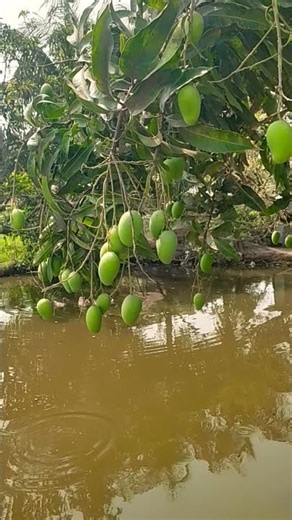 mango cutting #wevideo #videomaker #mango #videomaker #fruit #youtubestudio #funny #food #videostar
