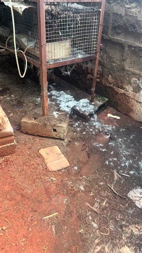 Exploring Farm Life with Rabbits