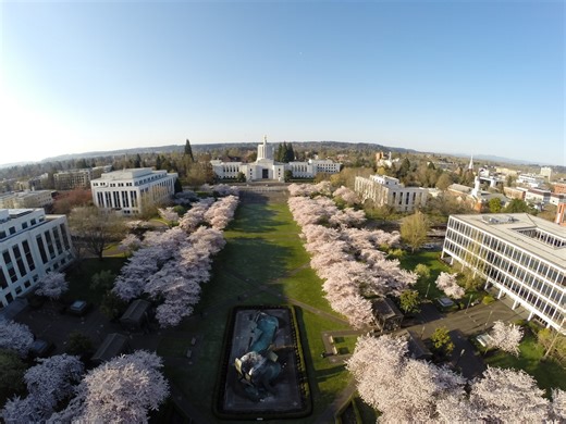 Salem’s cherry blossoms are peaking this weekend. A free festival will celebrate them