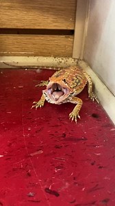 149K views · 747 reactions | Ever heard a dragon hiss? Watch this.  | Bearded Dragon | Facebook