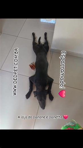 Danone e Danette! ❤️ #viralata #caramelo #labrador #labralata