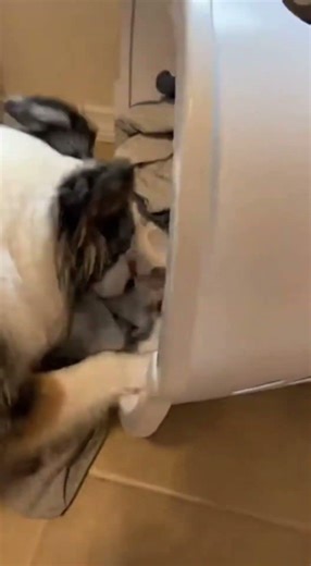 He Wouldn’t Stop Digging in the Laundry Room Until This