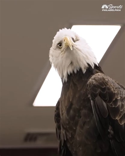 1.4M views · 38K reactions | Get to know Noah and Reggie, the Eagles' live bald eagle mascots! 礪 This dynamic duo stays at the Elmwood Park Zoo when they're not visiting Eagles training camp or getting the crowd fired up at Lincoln Financial Field. : https://bit.ly/45Fhx8D | NBC Sports Philadelphia | Facebook