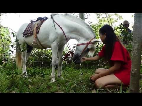Fantastic! A Girl and A Horse - Lovely smart girl Playing Horse On Forestry