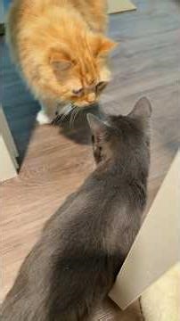 Cats meeting for the first time @SirFurAndCo