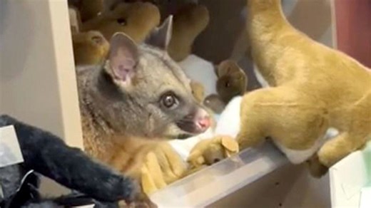 Hiding in plain sight: Real possum spotted in plush toys at Australian gift shop