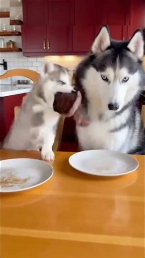 POV: Your little brother has no chill...