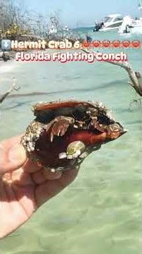 Florida Shelling Finds: #HermitCrab in EVERY Shell