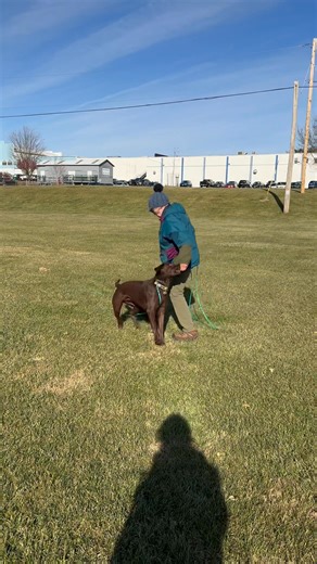 Recall dog to move towards handle from anywhere Here’s how we do it !! Step one : Long line on dog Step two : Dogs name ￼ Step three : Come or Here command Step three and four : Tug the line at same time Step five : Most Important Back up praise and feed at your knees See everybody’s got it let’s give it a try. Feel free to send back a video. I’d love to see your dogs in action. #dogsinmotion #dogtraining #dogtrainer #dogtrainingtips | Steppinstone Dog Training | Facebook