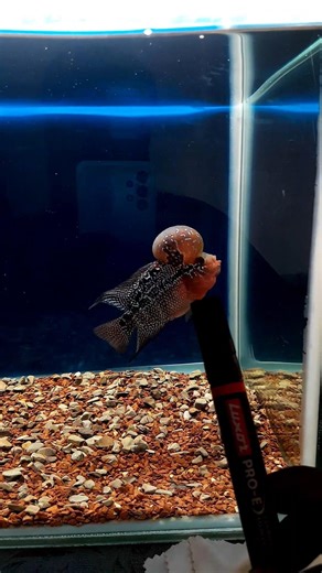 flowerhorn fish training