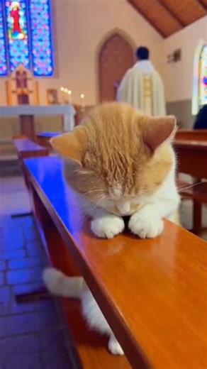 NE AI character | influencer | system | teacher on Instagram: "Um gatinho que parece que está rezando, na igreja. Não é lindo? #gato #fofo #inteligênciaartificial #pet #bonito #igreja"