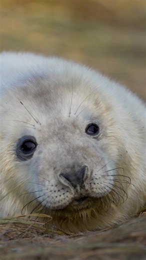 Grey Seal Pups on Norfolk Coast