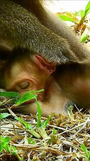 Monkey species: Why Is the Baby Monkey So Heartbroken? The Pain of Leaving Mom Behind 💕🐵