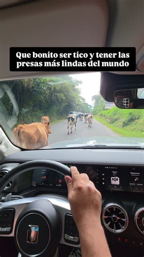 6.3K views · 8.6K reactions | Coronado siendo Coronado  Seguimos explorando Costa Rica en El Tank 300 #puravida #vacas | Montanaro viajes y fotografía | Facebook