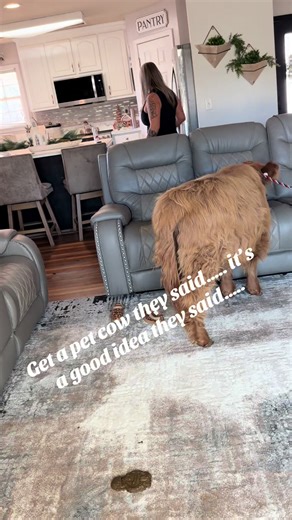 Getting a Pet Cow: A Good Idea or Not?