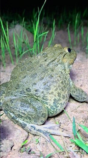 Catching funny the fat frog hahahaha \\ Night man Take care Funny frogs EP20