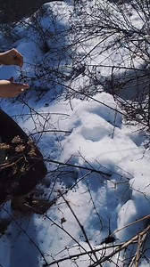 Pacific Ninebark makes excellent cordage. The fibers are easy to harvest and work with when in need of a quick line in a survival situation or for crafting. Here, we are reverse wrapping the fibers into a rope. What do you think we should do with it? #bushcraft #handcrafted #wild #wildernessadventure #bushcrafter #handmade #wildlife #cordage #handmadetools #rope #line #survival #survivalskills #pacificninebark #ninebark #makingrope #survive #survival #wildernesssurvival #ropeart #reversewrap #pl