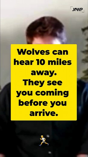  Portrait or wild moment? When you photograph a wolf head-on, it...