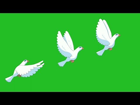 Pigeon Bird Flying animation green screen effect Stock footage HD