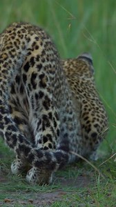 6.3K views · 93 reactions | Low season safaris = hidden gems. Fewer crowds, quieter sightings, greener landscapes, and often better rates. The wild feels even more personal. #LowSeason #LowSeasonLuxury #privatetravel #nature #naturelovers #fblifestyle | Porcupine Tours | Facebook