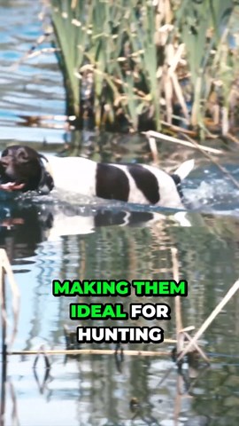 Discovering the unknown side of bird dogs