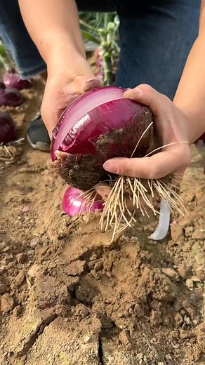 3.7M views · 31K reactions | #trees #farming #vegetables | B31 | Facebook