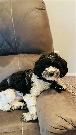 Some of Rocky's funniest pictures! #puppy #cute #cavapoos #pets #puppypic