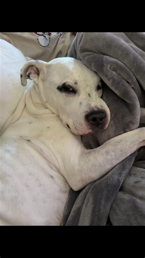 Dog Pokémon Card Collecting Tips and Tricks