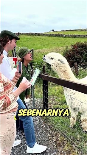 Don't approach the alpacas too closely 😳🤣