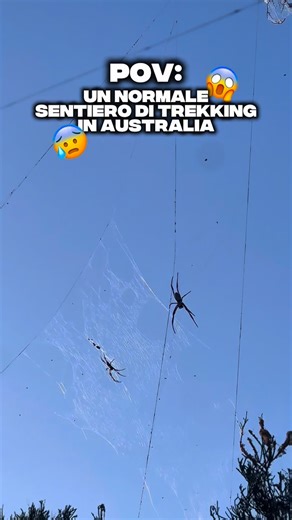 Krisss⏳• Expat & Travel 🌎 on Instagram: "Stavo camminando tranquillamente su questo sentiero quando ad una certa vedo un ragno GIGANTESCO appeso sulla sua ragnatela e mi fermo🥶…poi UN ALTRO , poi UN ALTRO e UN ALTRO ANCORA! Il sentiero era invaso da questi GIGANTESCHI RAGNI che se ne stavano beatamente sulle loro ragnatele ad aspettare la pappa 🦟🦋… e lì mi è salito l’Aldo di Aldo Giovanni e Giacomo “MIIII CHEEE PAUUUURRRAAA!!” #spider #italianiinaustralia #backpackerlife #scare #australia"