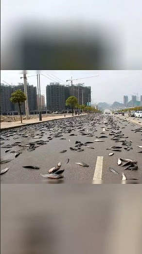 Rain Of Fish In Iran, Is This A Sign?