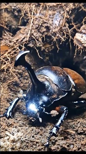 Inside the Coconut Rhinoceros Beetle's Underground World — Micro Camera Goes Deep 🎥🪲