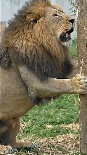 Hear Him Roar! 🦁 Massive Angry Lion Unleashes a Terrifying Roar 🔊