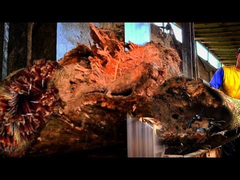 AWESOMELY Loud!!! Minutes to Horrible HardWood Bounce