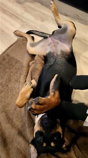 🦶💥 POV: I’m a massive, terrifying, ferocious beast…biting my human’s feet like a 3kg land shark.